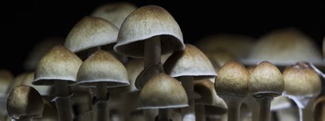 From Terence McKenna to Tim Ferriss: How Magic Mushrooms Have Influenced Thought Leaders